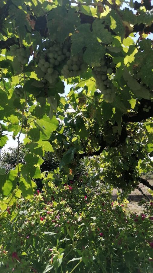 Morin Grey casa en el corazón de la Ribeira Sacra Monforte De Lemos Exterior foto